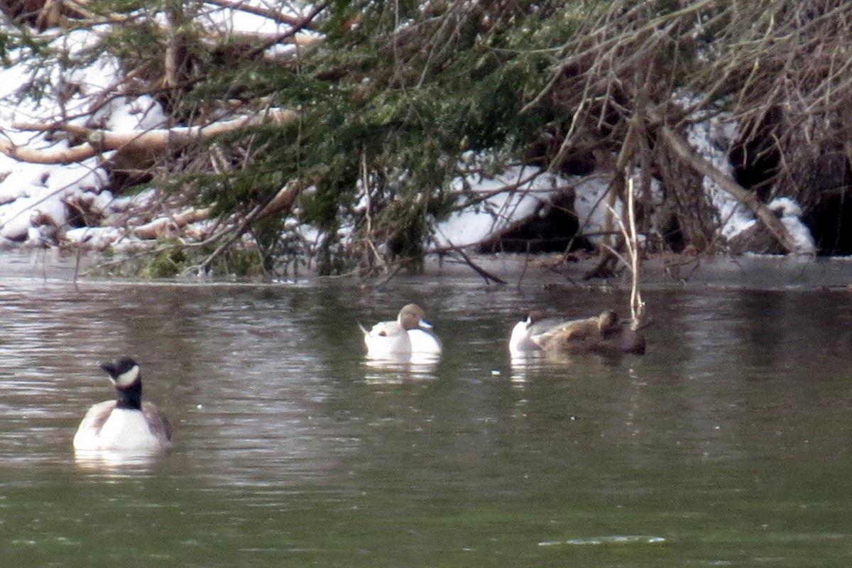 Northern Pintail - ML613792519