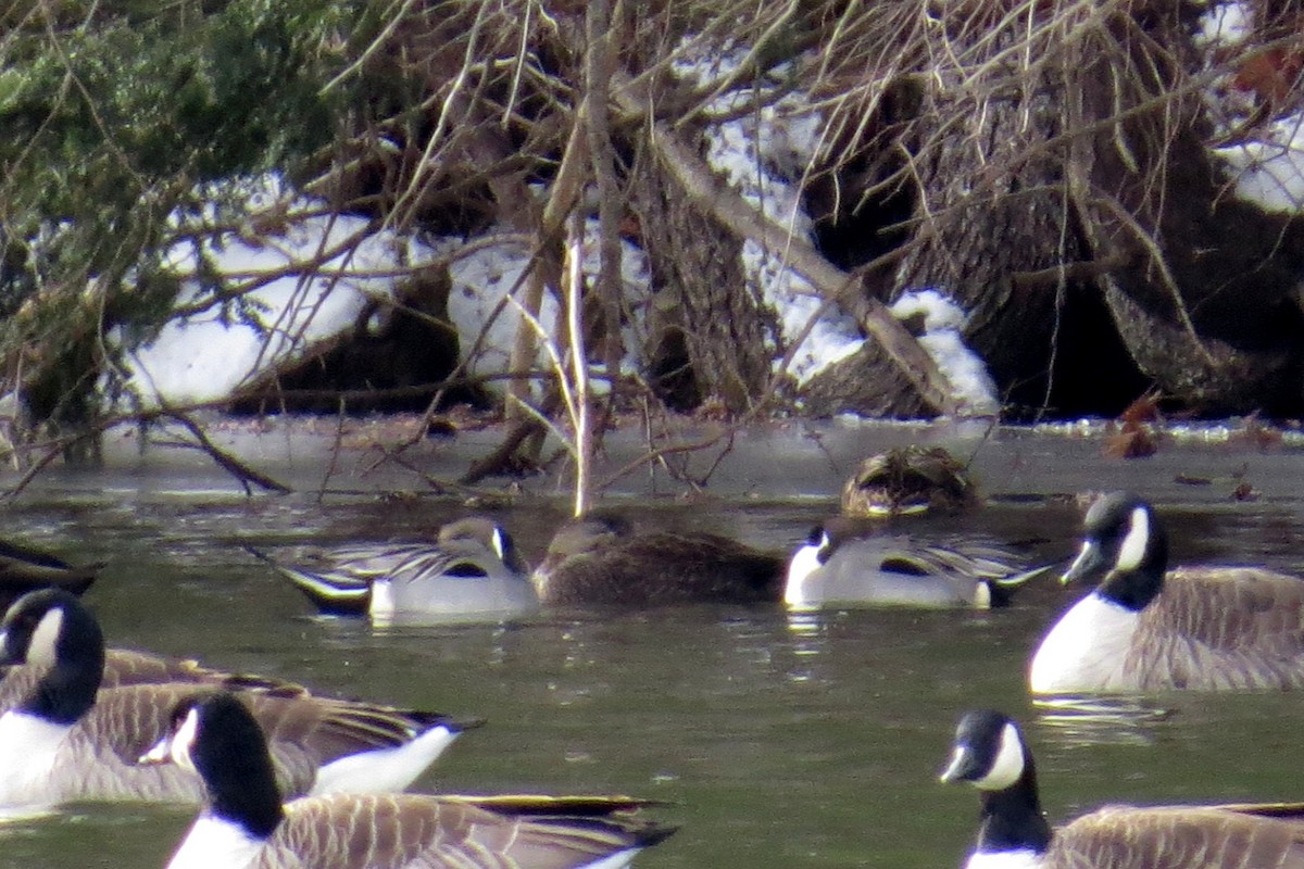 Northern Pintail - ML613792520