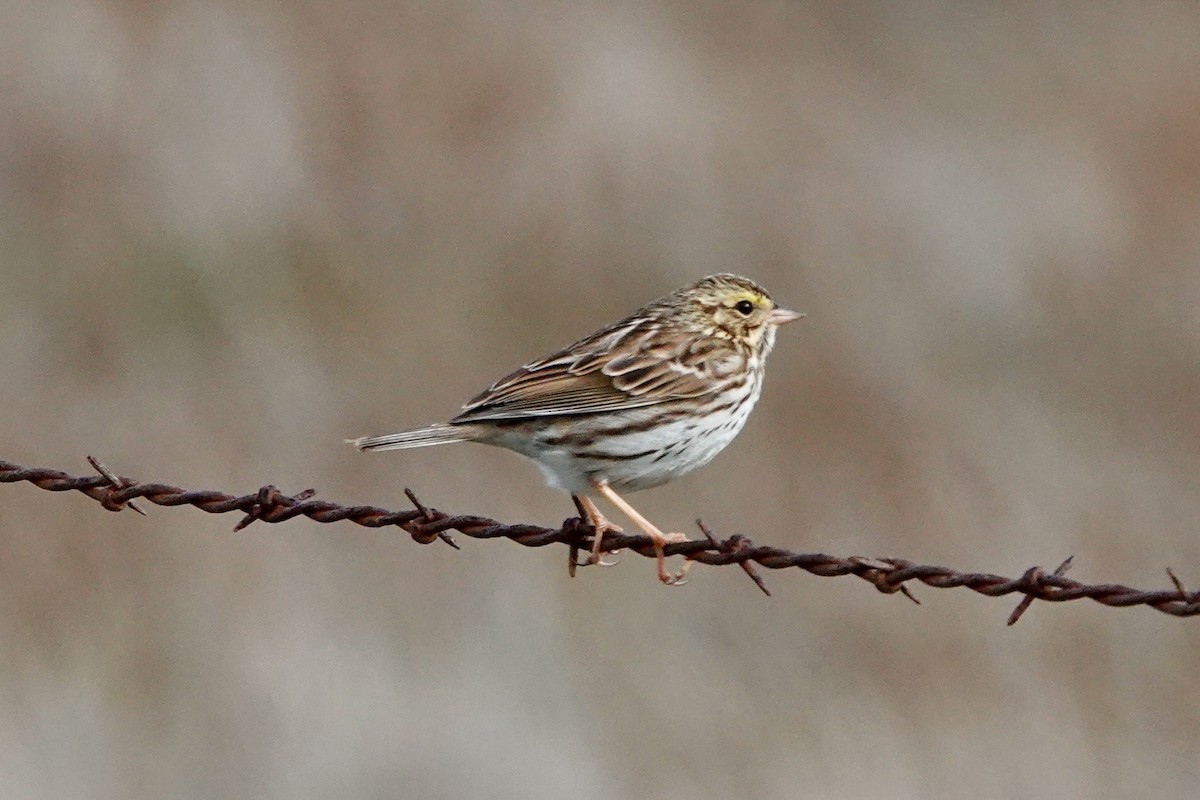 Savannah Sparrow - Susan Goodrich