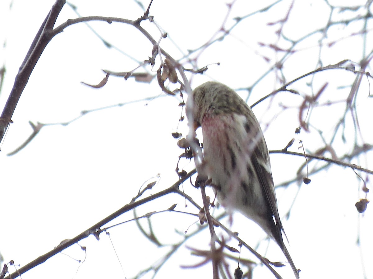 Redpoll (Common) - ML613792558