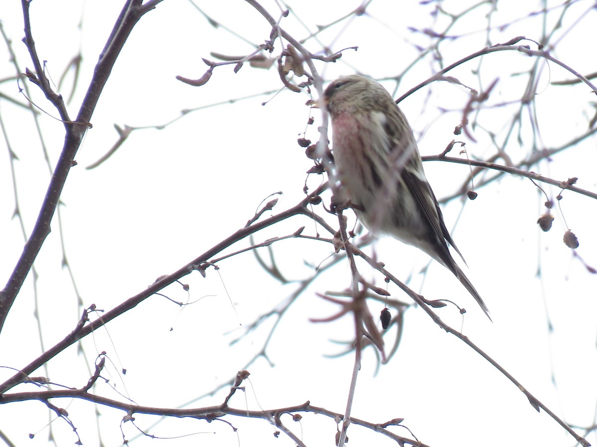 Redpoll (Common) - ML613792559
