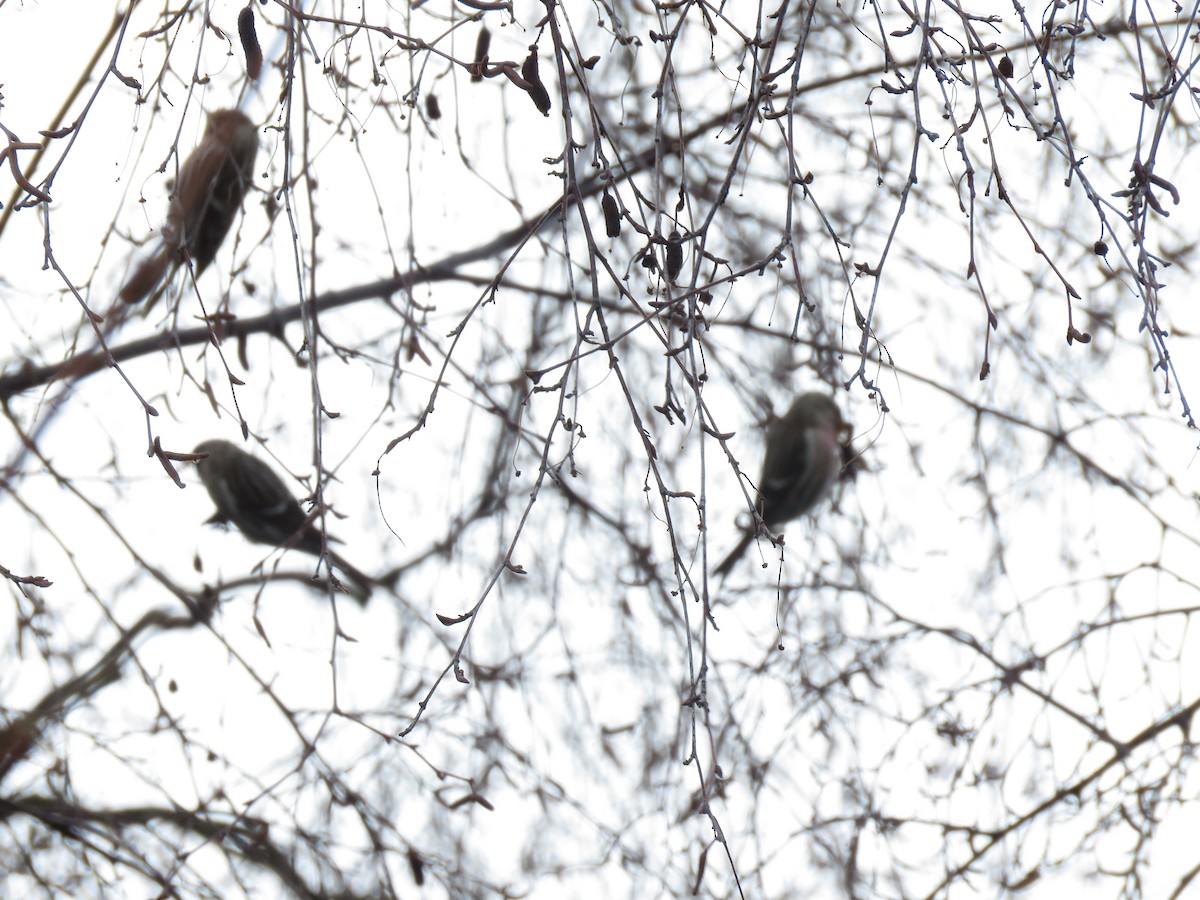 Redpoll (Common) - ML613792560