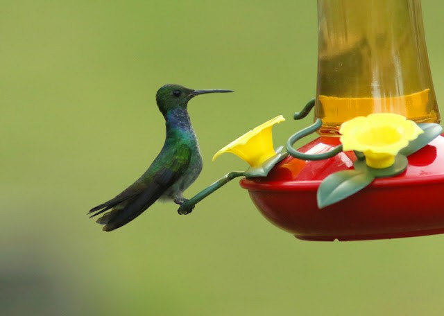 kolibřík modroprsý - ML613792575