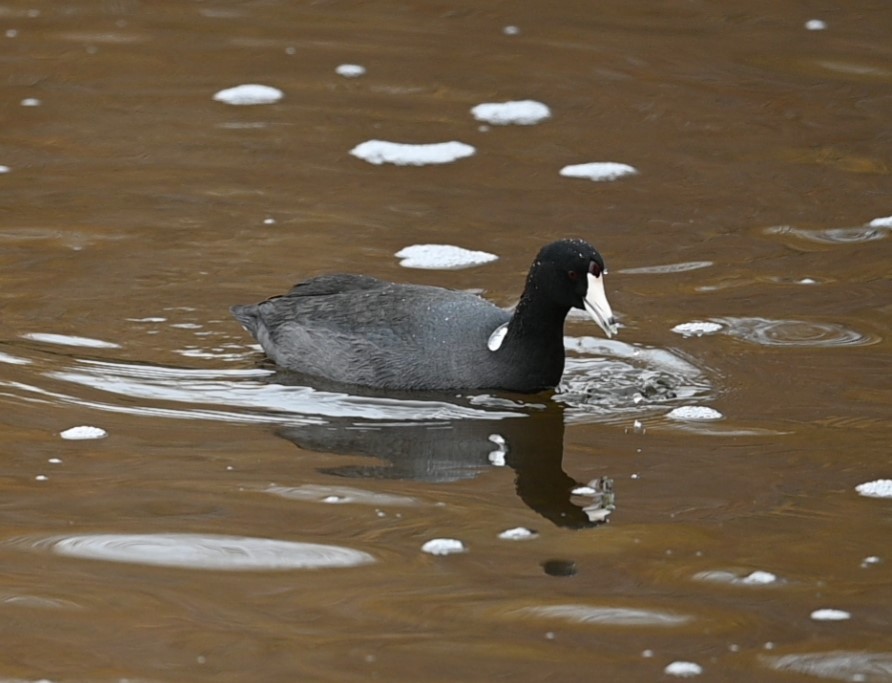 American Coot - ML613792590