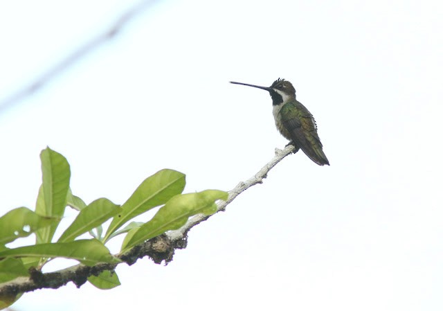 Long-billed Starthroat - ML613792625