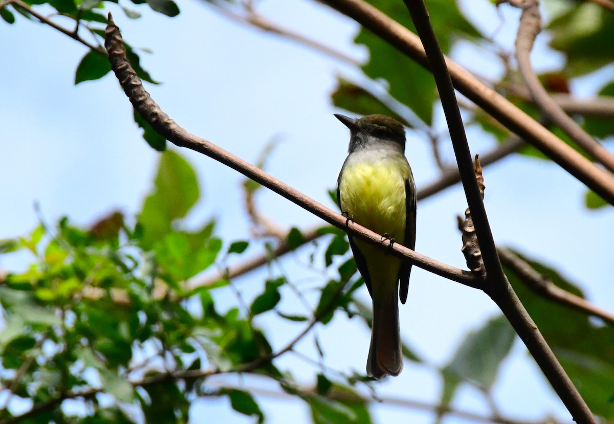 Brown-crested Flycatcher - Jose Francisco Barros 🐜