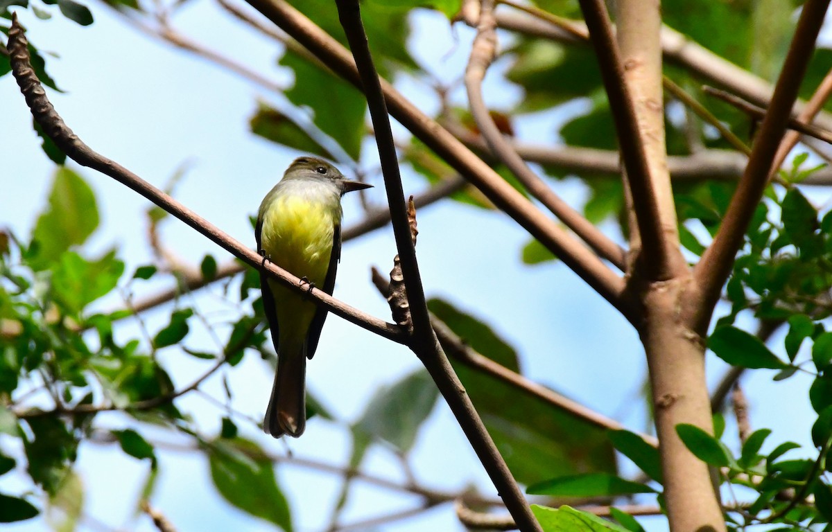 Brown-crested Flycatcher - Jose Francisco Barros 🐜