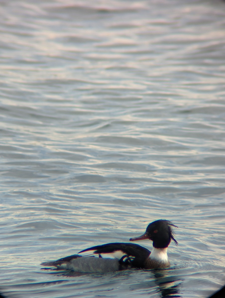 Red-breasted Merganser - ML613792730