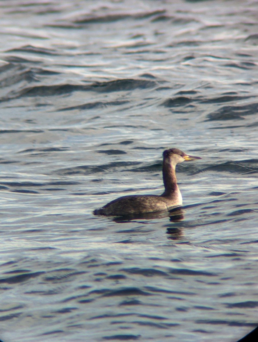 Red-necked Grebe - ML613792763