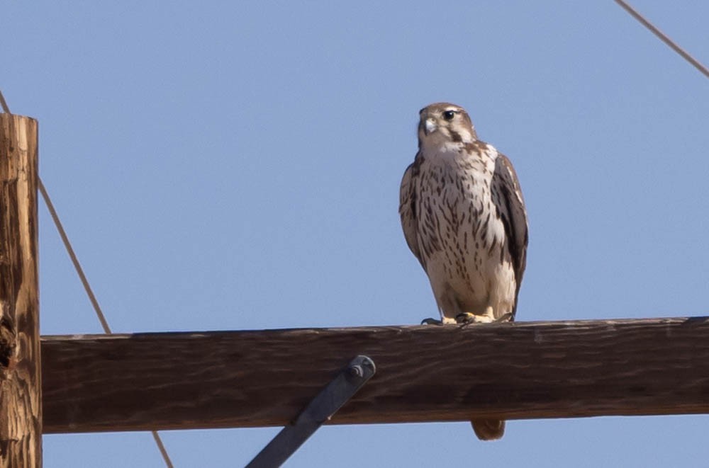 Prairie Falcon - ML613792786