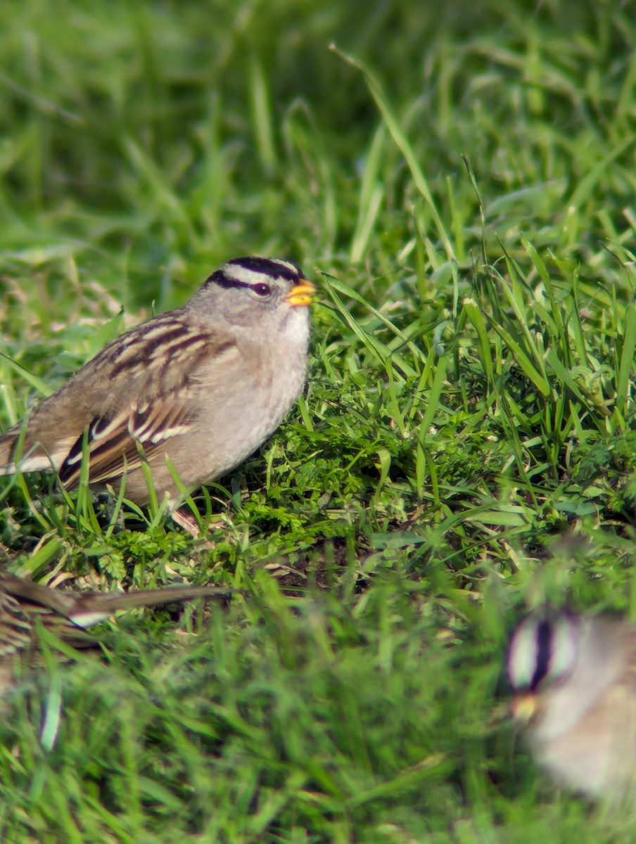 White-crowned Sparrow - Levi Wasmundt