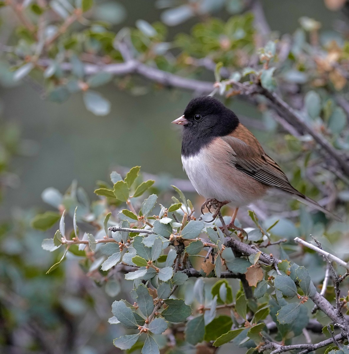 Dark-eyed Junco (Oregon) - Donald Estep