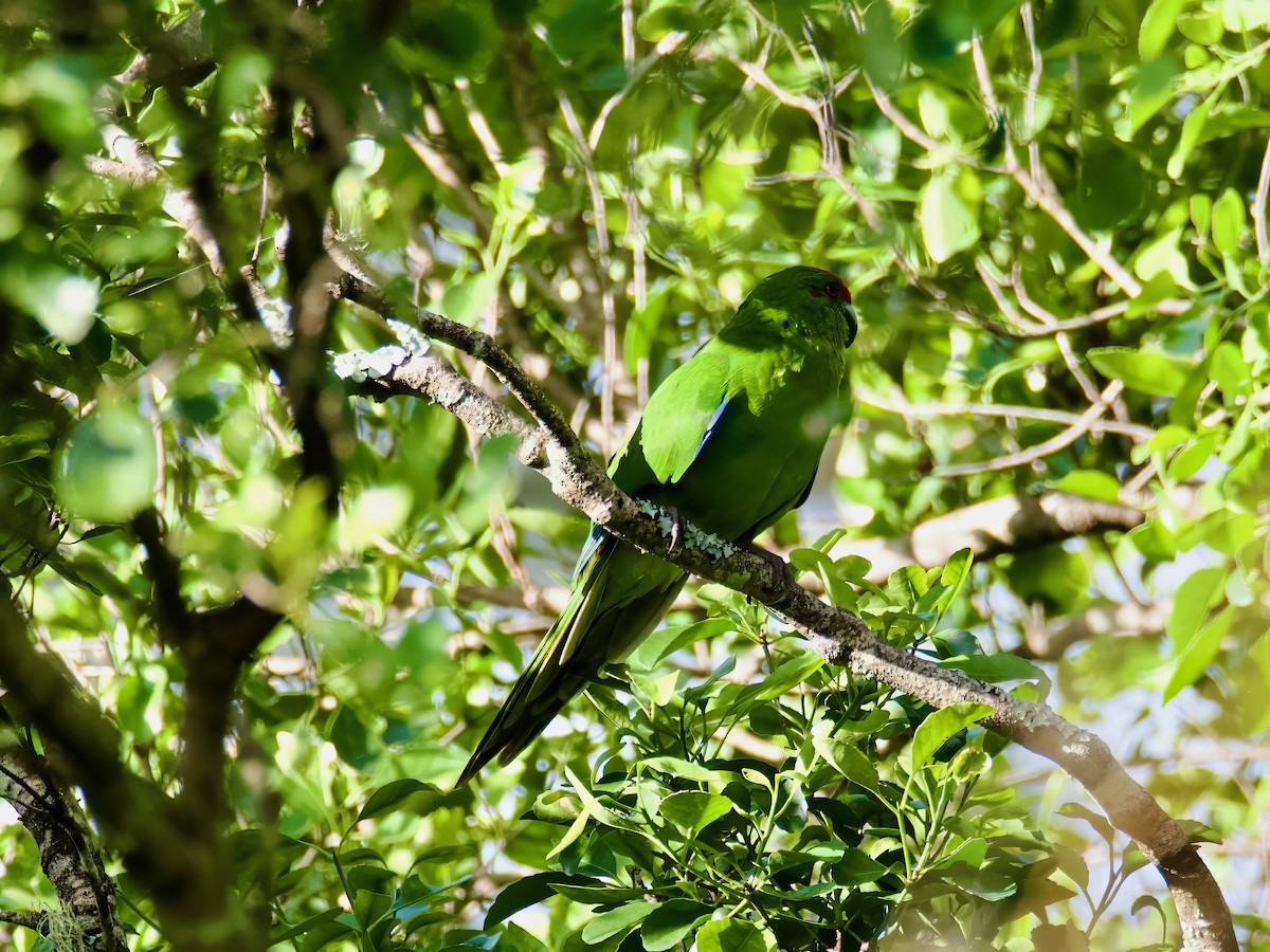 Norfolk Island Parakeet - ML613792832