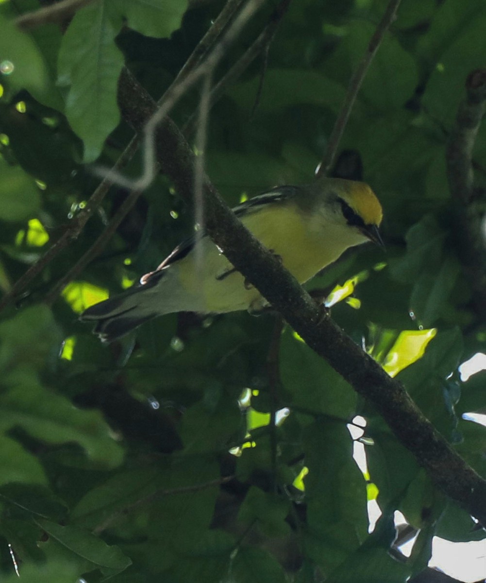 Goldflügel- x Blauflügel-Waldsänger (F1-Hybrid) - ML613792898