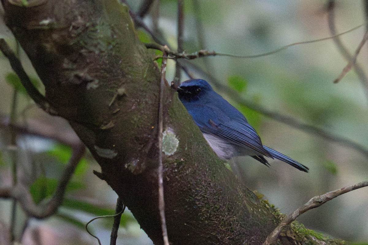 White-bellied Blue Flycatcher - ML613792900