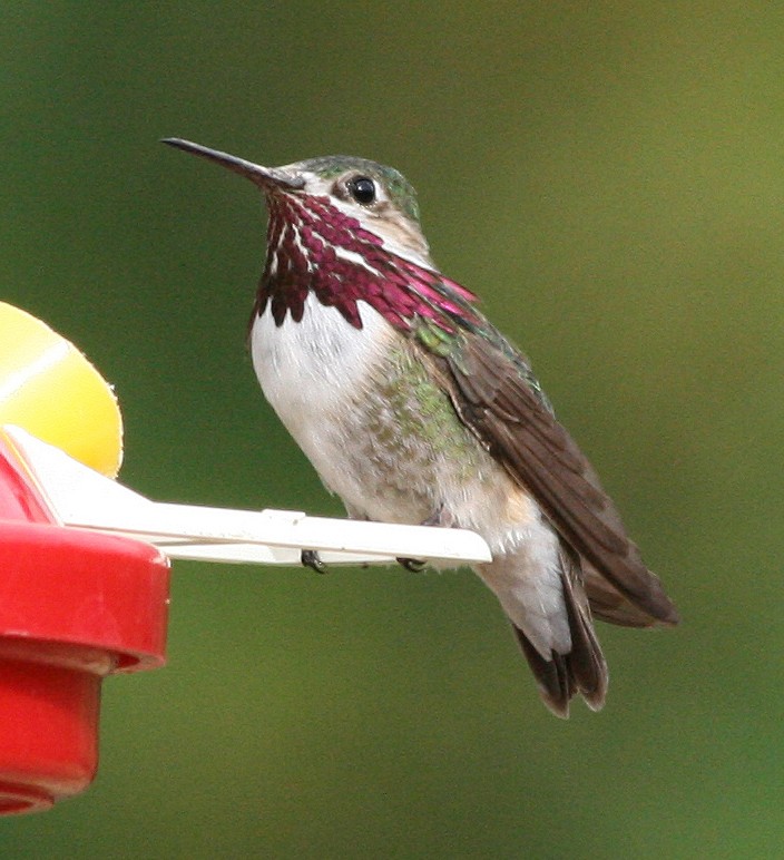 Calliope Hummingbird - ML613792969