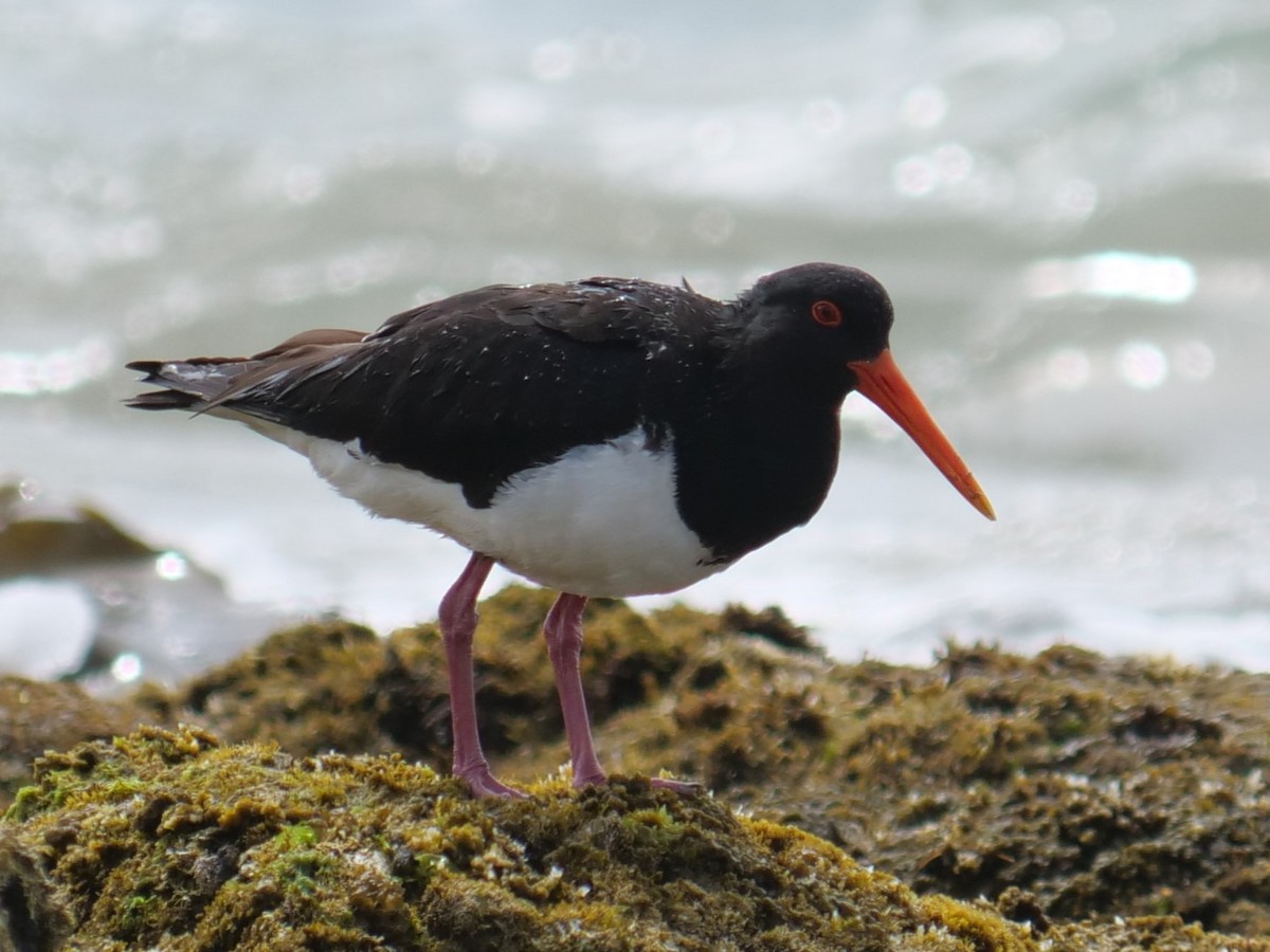 Pied Oystercatcher - ML613793032