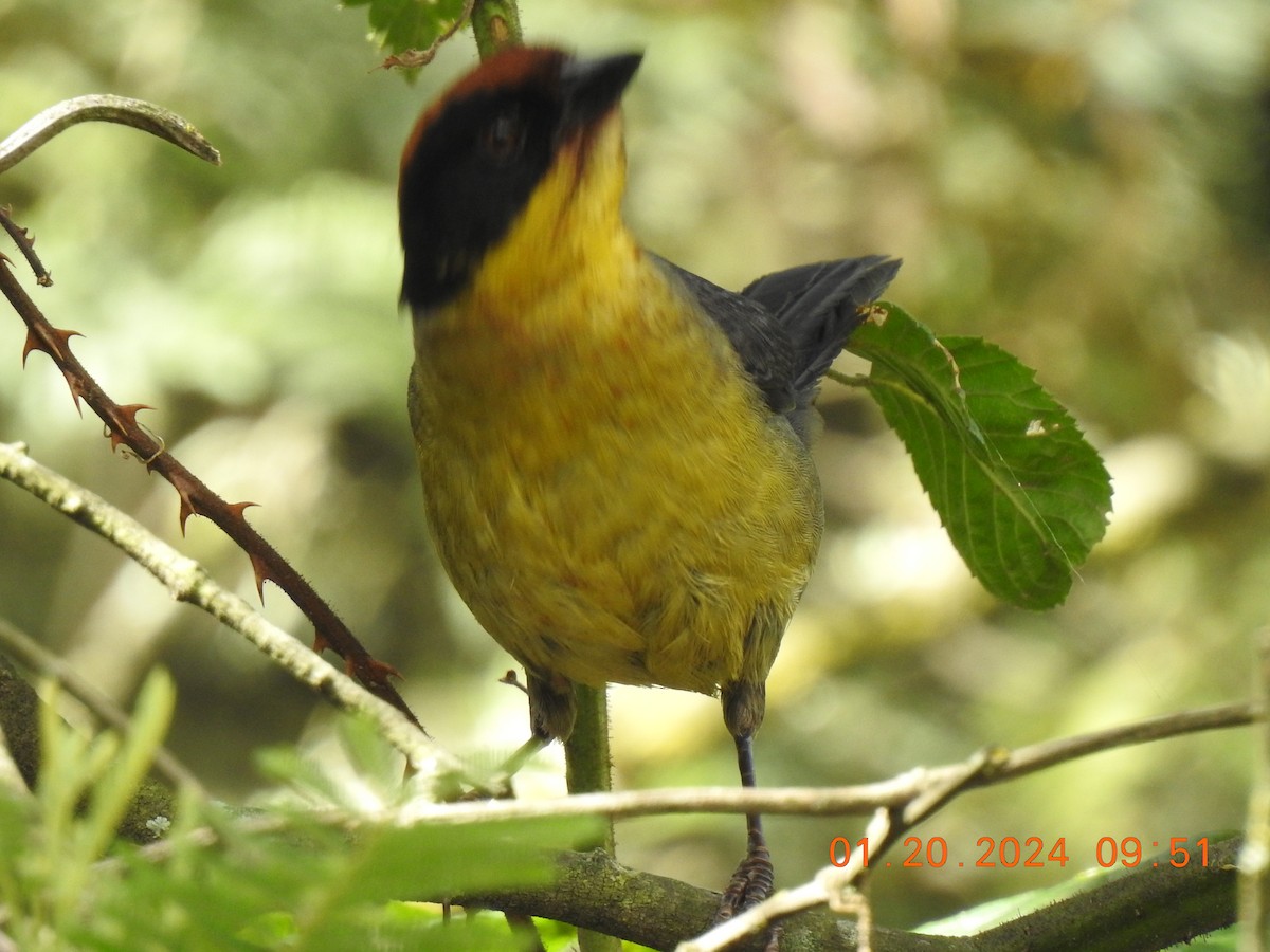 Yellow-breasted Brushfinch - ML613793139