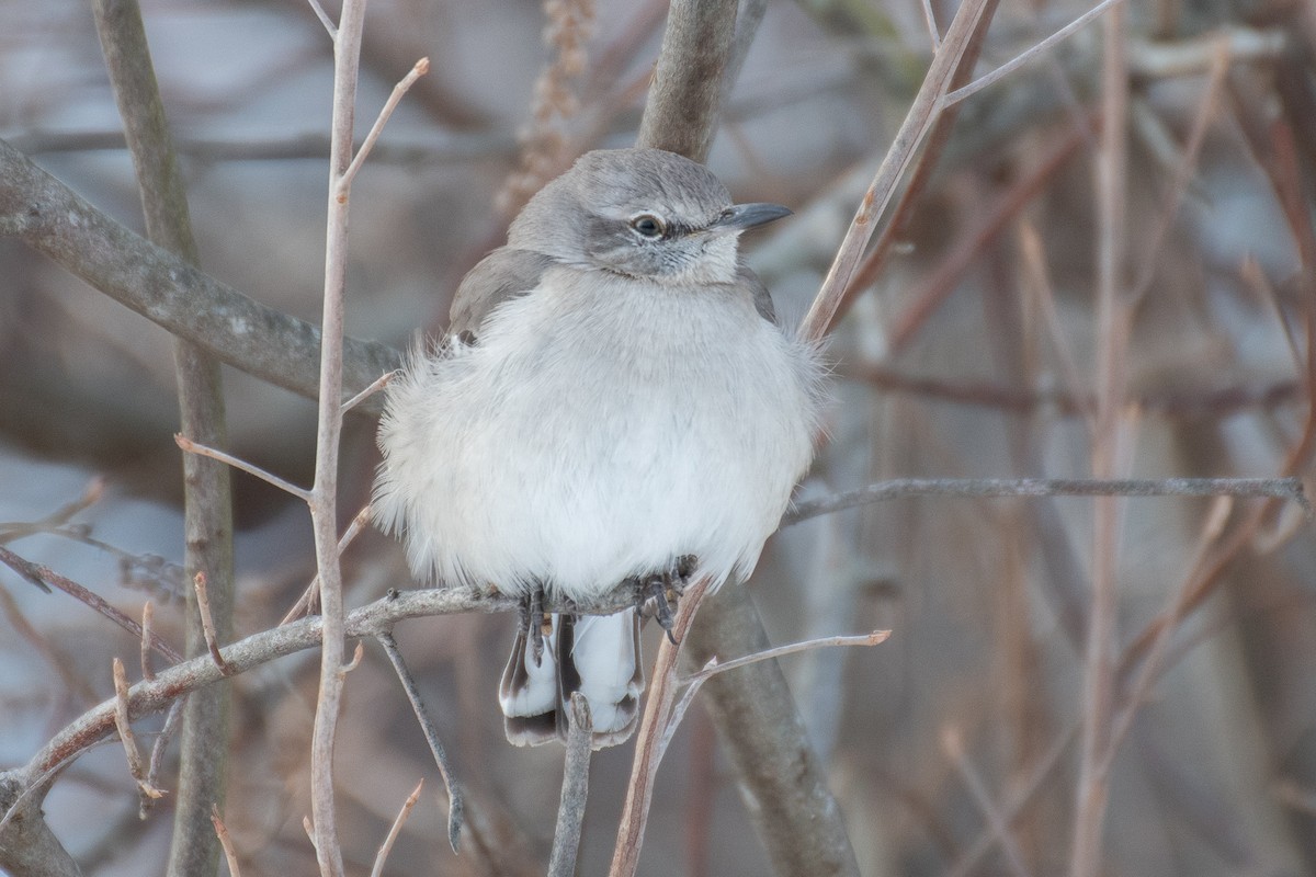 Northern Mockingbird - ML613793176