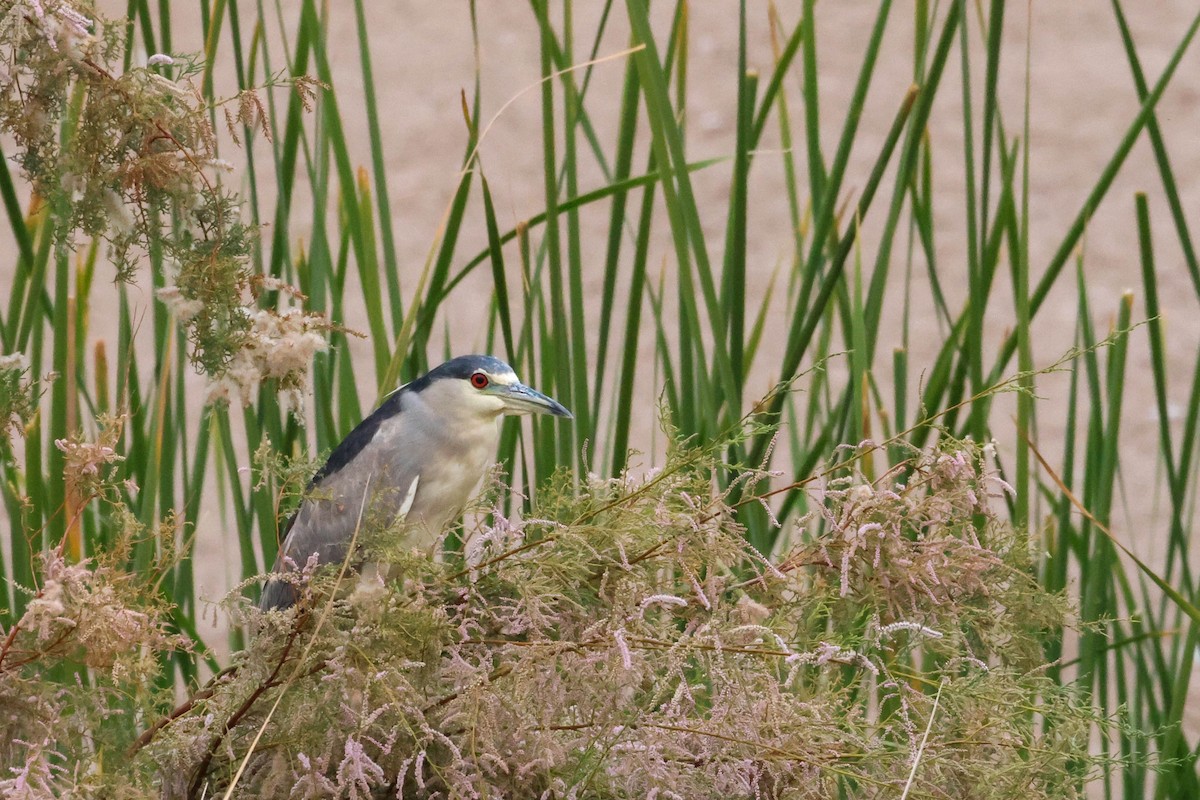 Black-crowned Night Heron - ML613793194