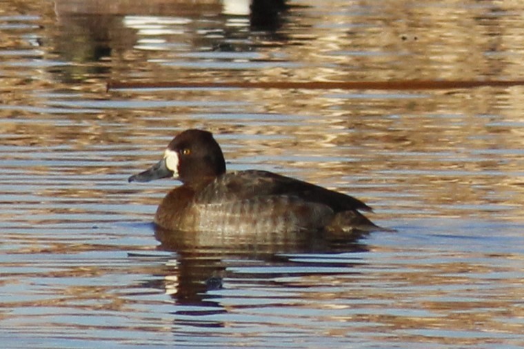 Lesser Scaup - ML613793241