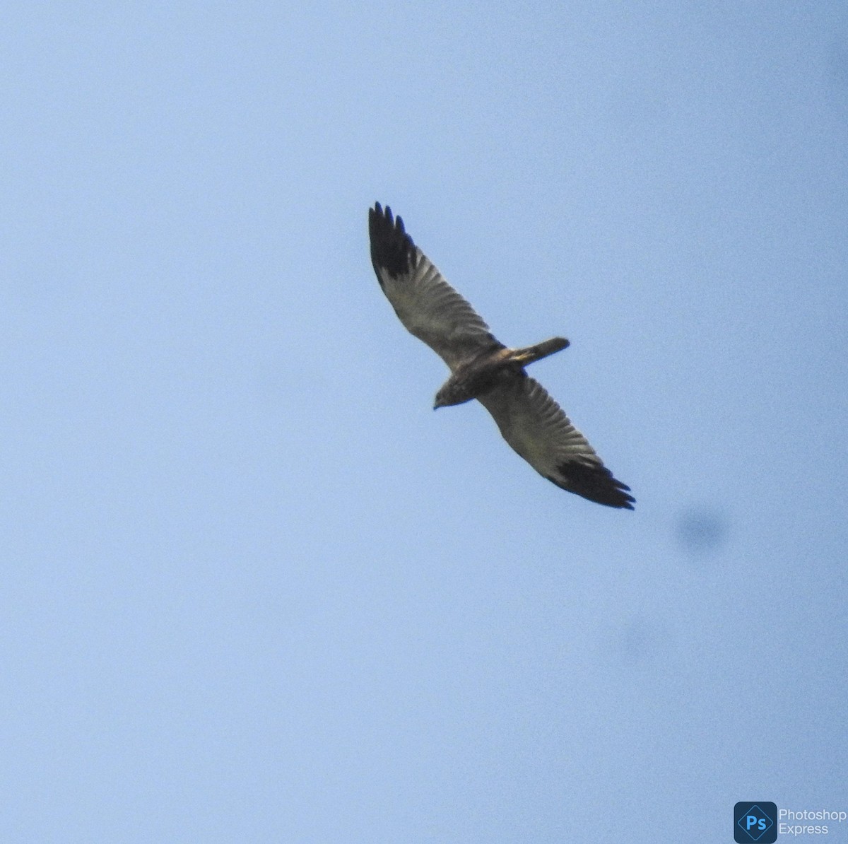 Western Marsh Harrier - ML613793258