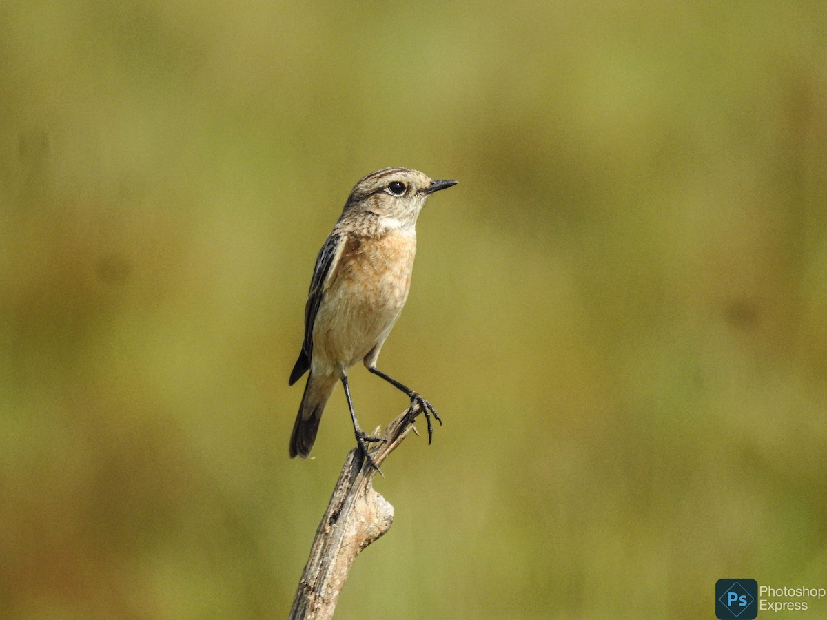 Siberian Stonechat - ML613793264