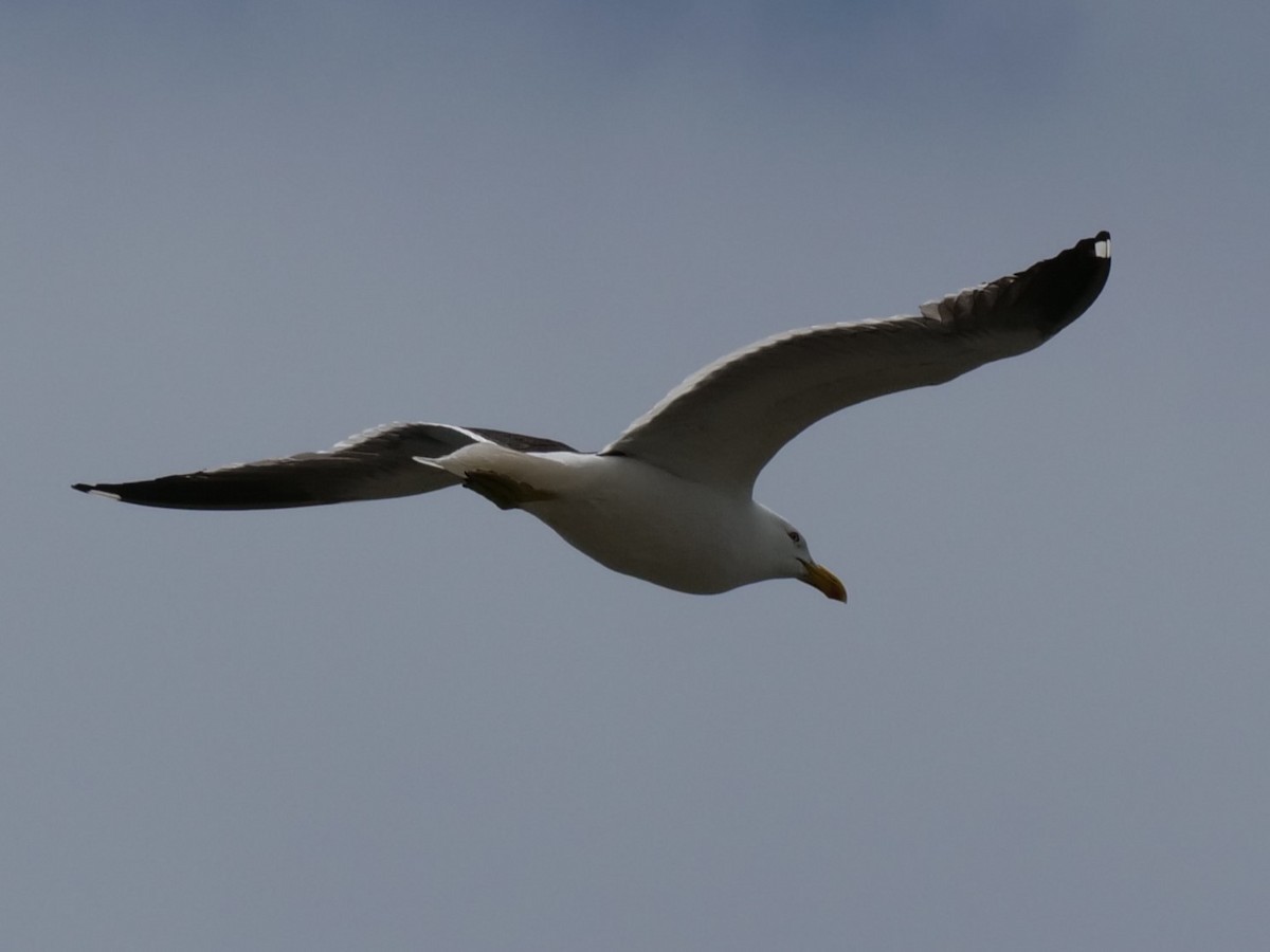 Kelp Gull - ML613793272