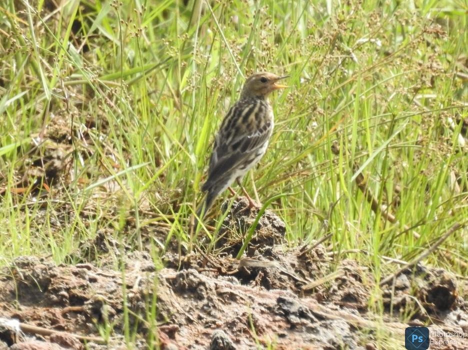 Red-throated Pipit - ML613793274