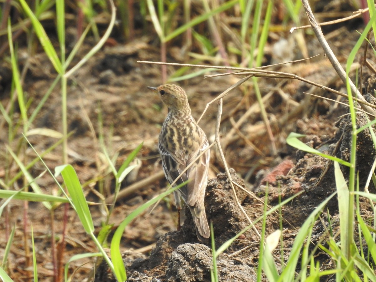 Red-throated Pipit - Arun Gopi