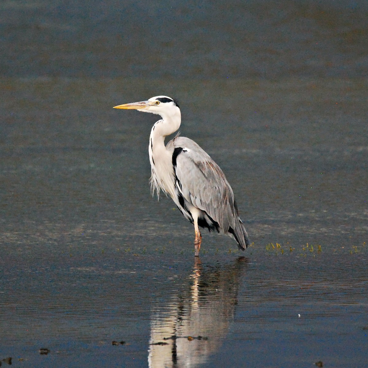 Gray Heron (Gray) - Josh McLaughlin