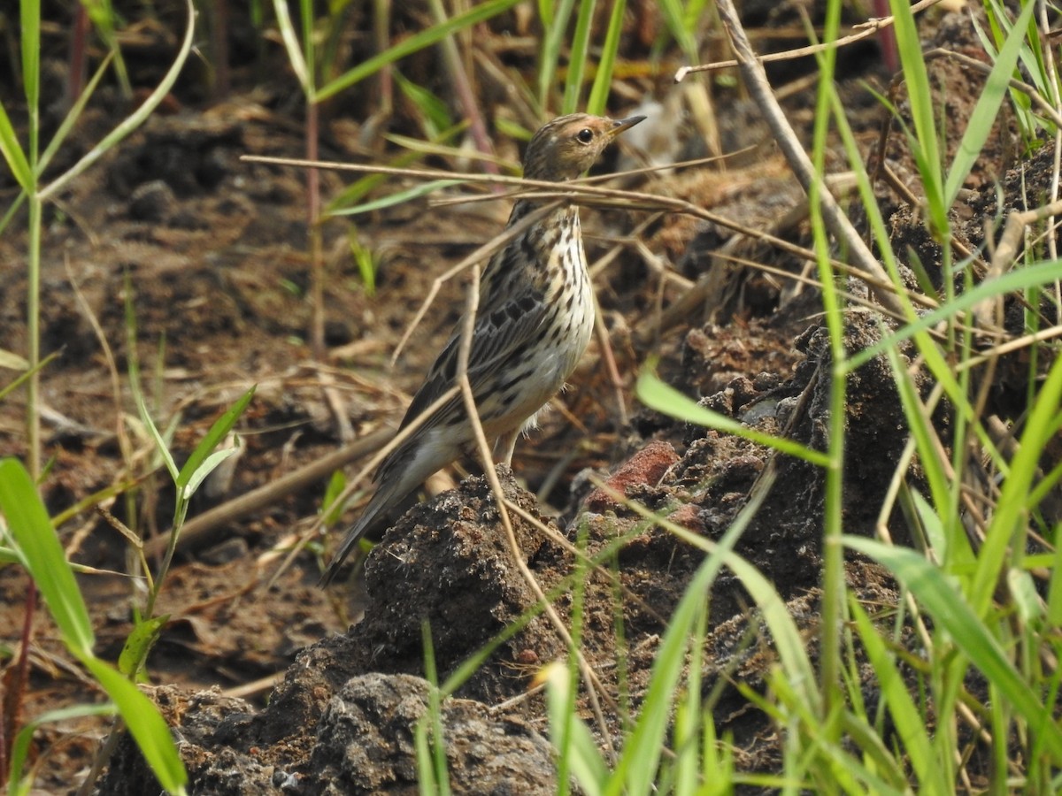 Red-throated Pipit - ML613793302
