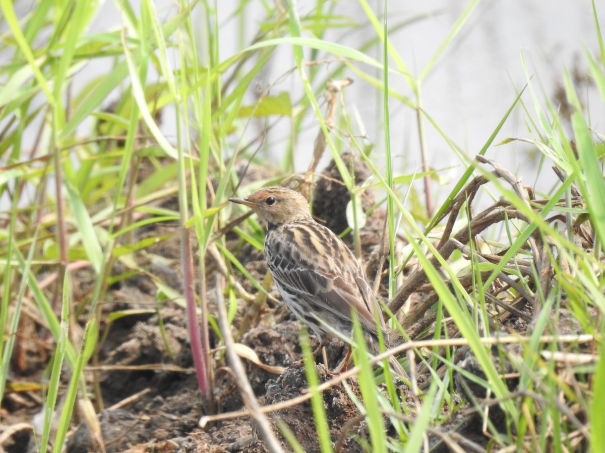 Red-throated Pipit - ML613793303