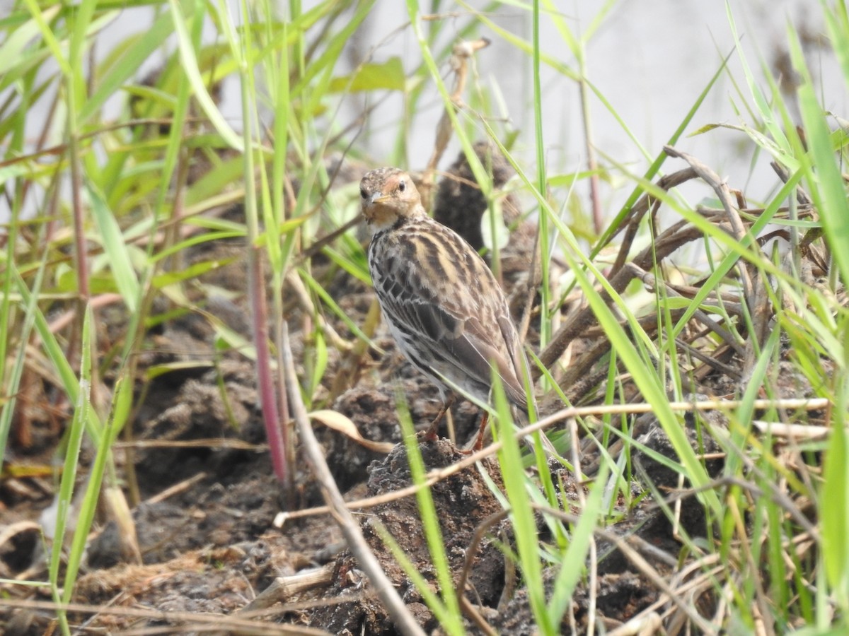 Red-throated Pipit - ML613793306