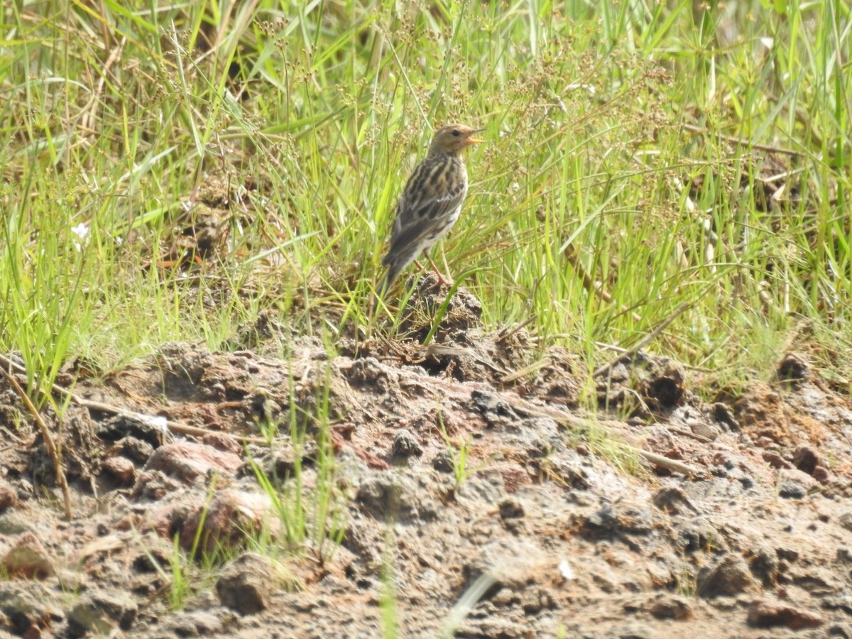 Red-throated Pipit - ML613793307