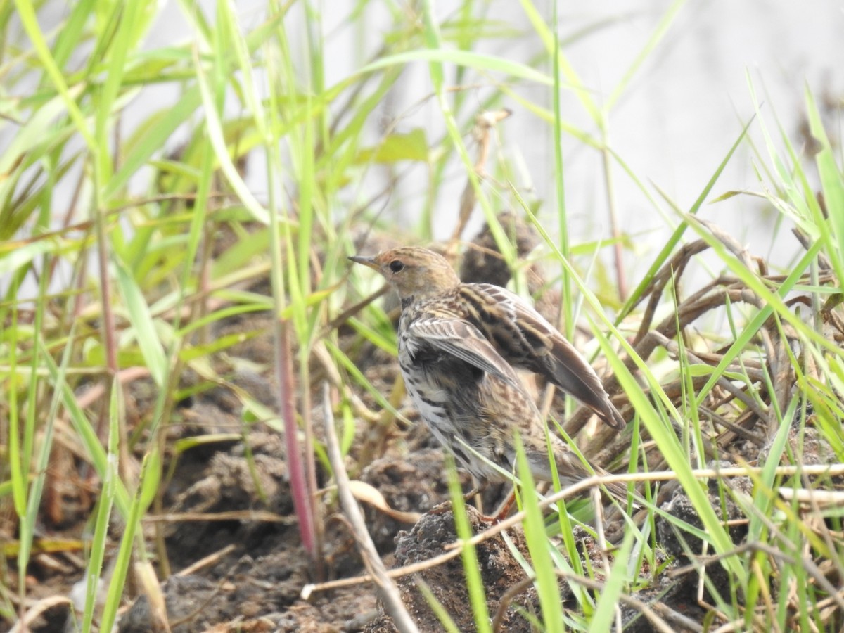 Red-throated Pipit - ML613793308