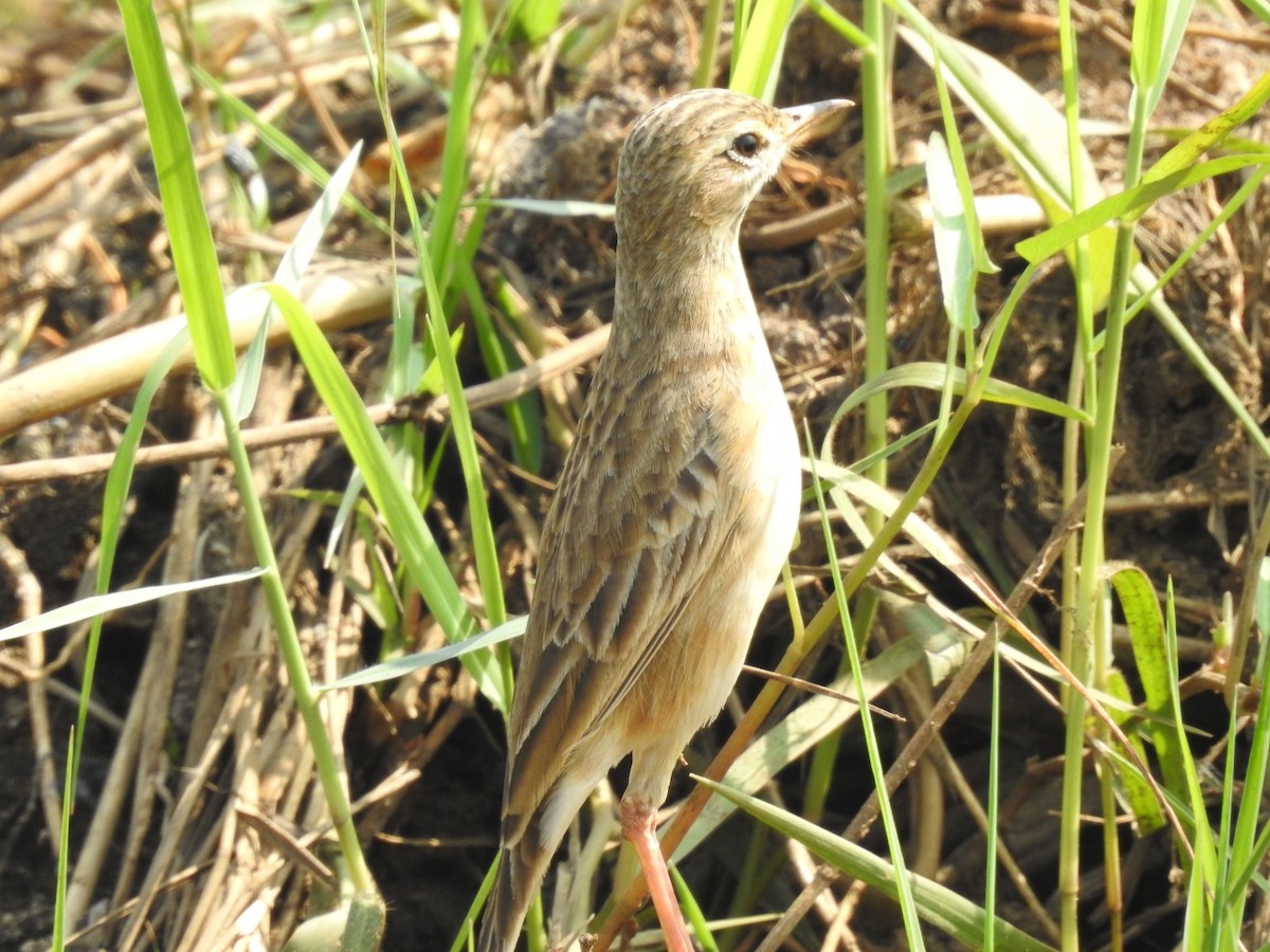 Pipit rousset - ML613793319