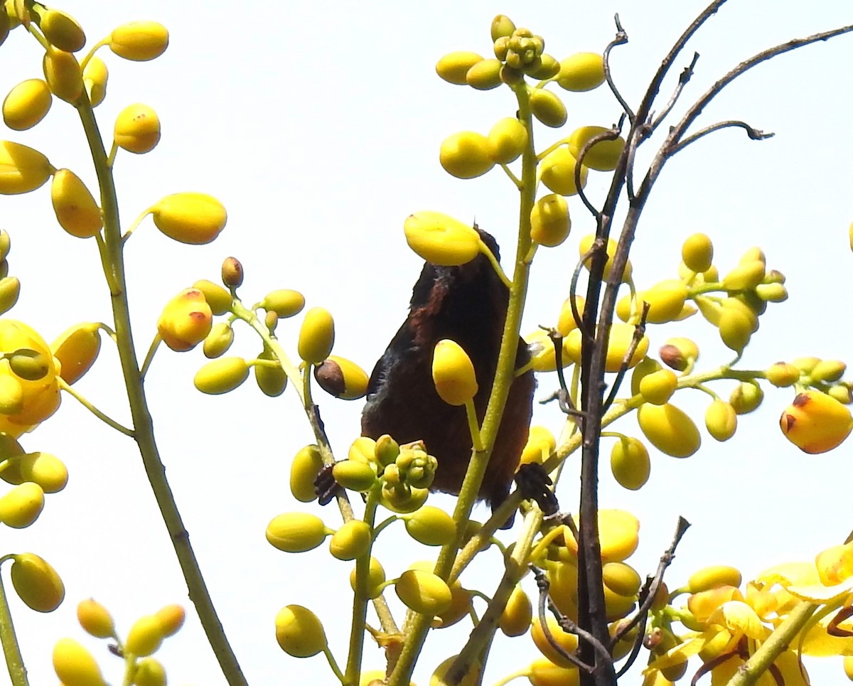 Black-throated Flowerpiercer - ML613793368