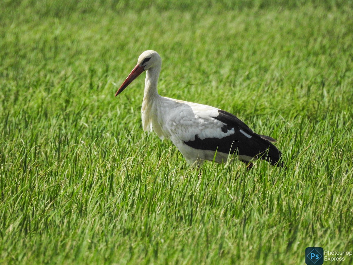 White Stork - ML613793417