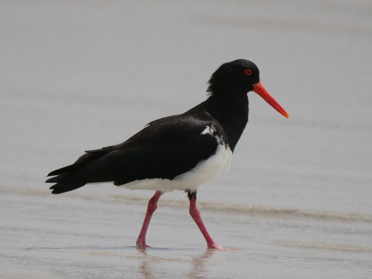 Pied Oystercatcher - ML613793476