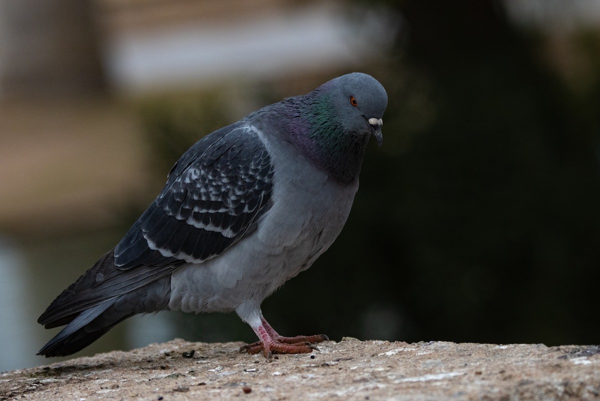 Rock Pigeon (Feral Pigeon) - ML613793492