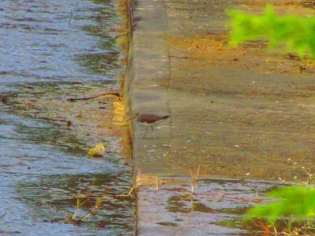 Green Sandpiper - ML613793603