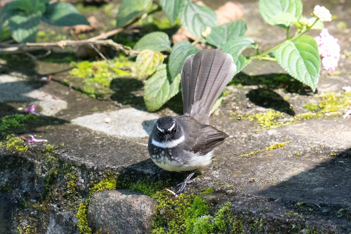Spot-breasted Fantail - ML613793622