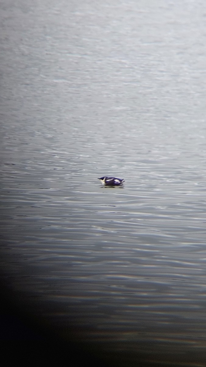 Marbled Murrelet - ML613793644