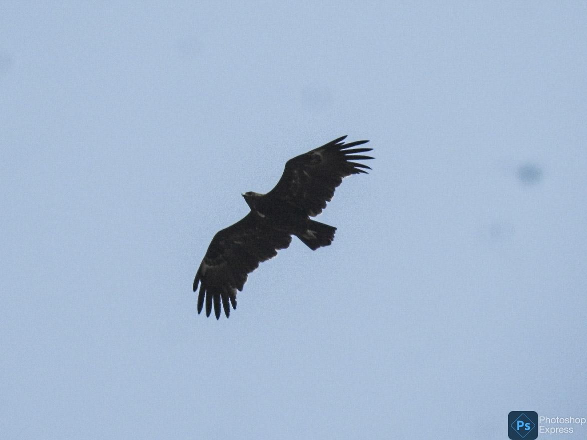 Greater Spotted Eagle - ML613793706