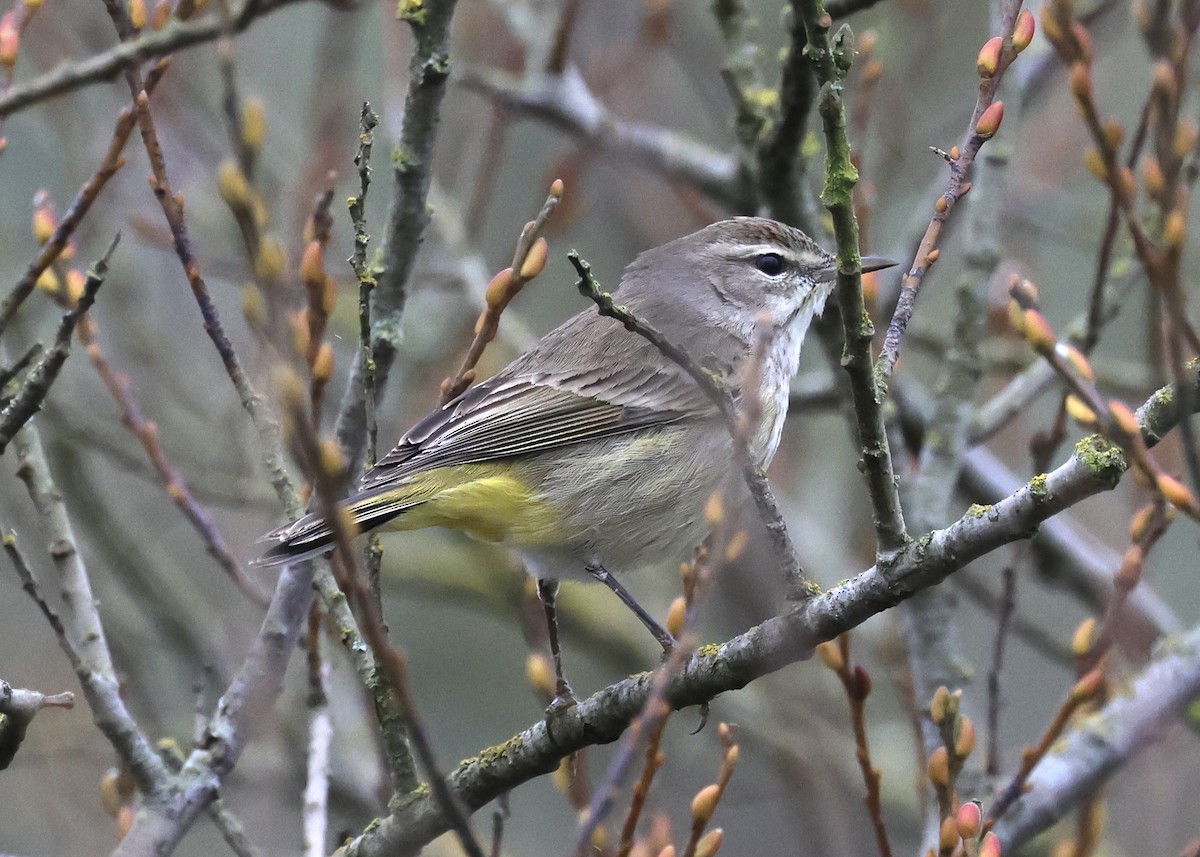 Palm Warbler - ML613793721