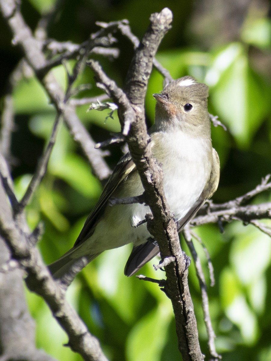 White-crested Elaenia (Chilean) - ML613793731