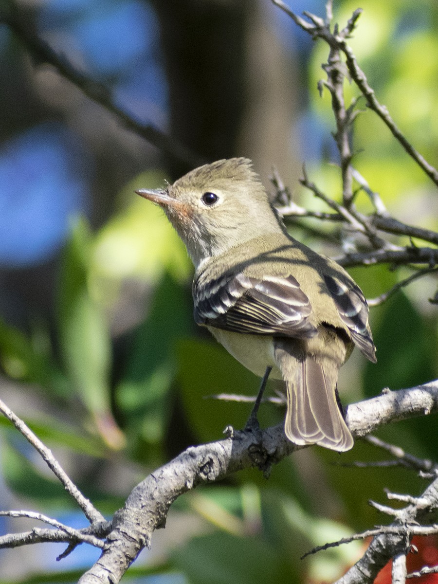 White-crested Elaenia (Chilean) - ML613793733