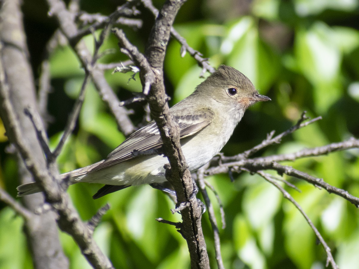 White-crested Elaenia (Chilean) - ML613793734