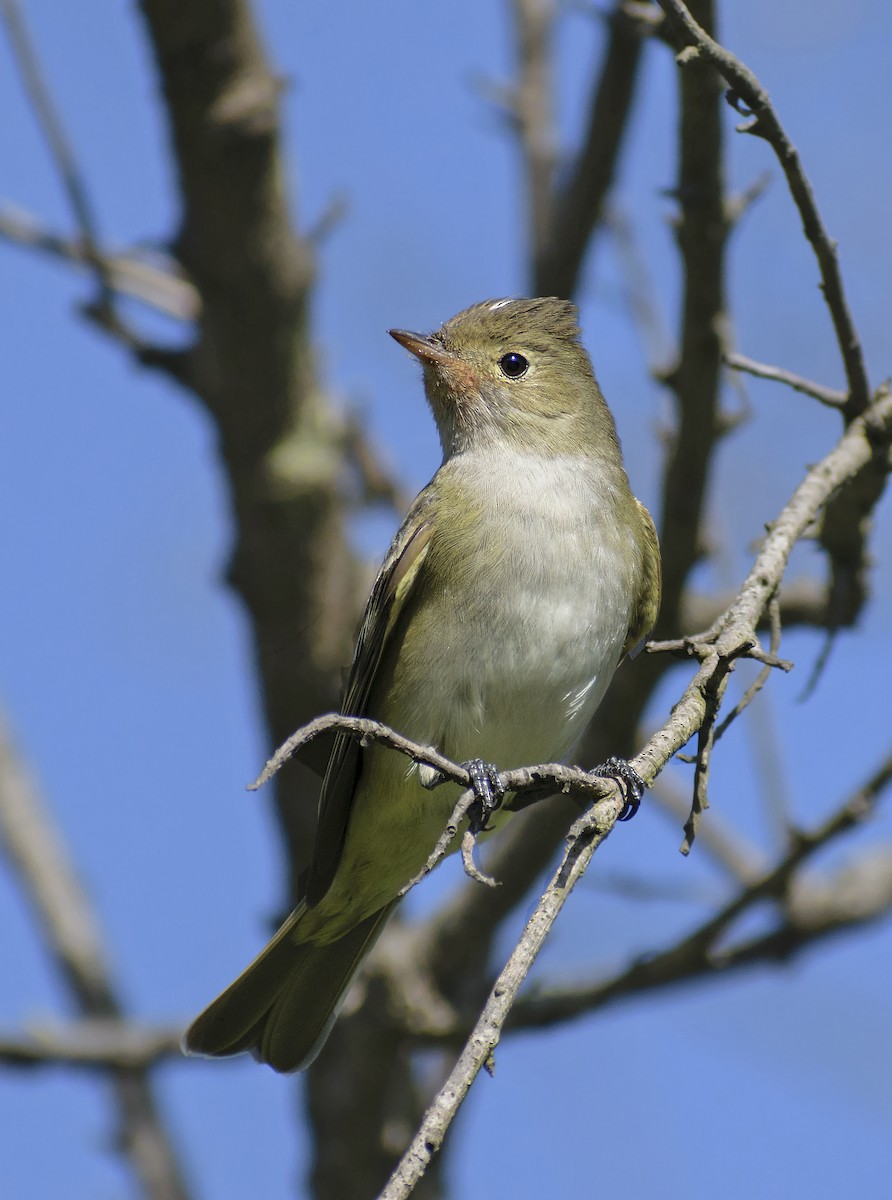 Weißkronen-Olivtyrann (Weißbauch-Olivtyrann) - ML613793737